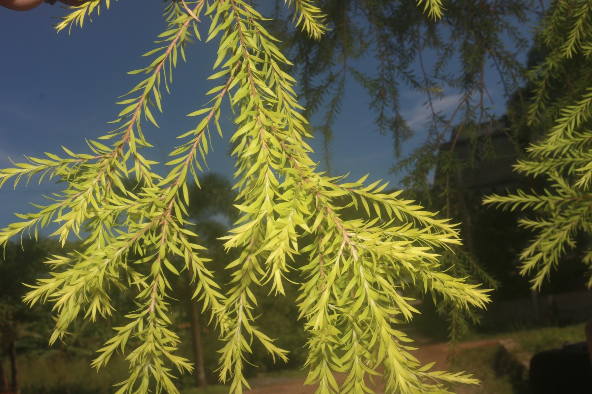 Melaleuca bracteata F.Muell.